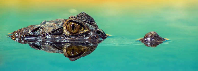 22 Astonishing Crocodile Facts - Fact Animal