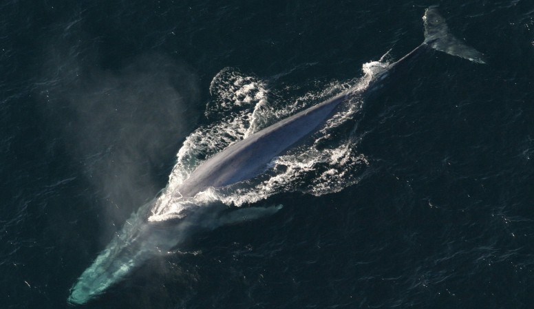 hoe groot is Blue Whale penis