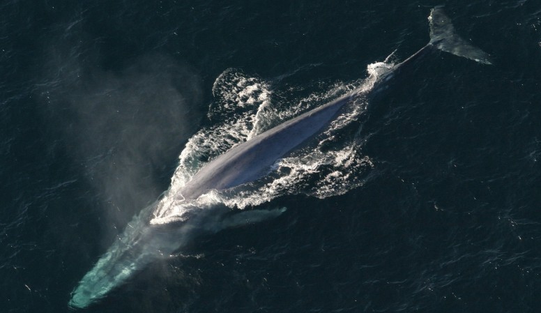 blue whales teeth