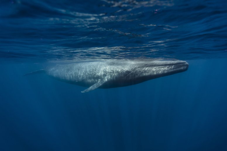 more blue whale facts