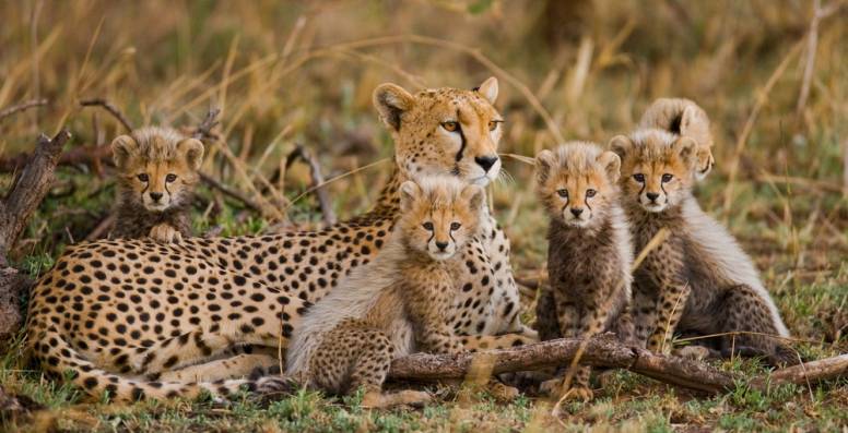 20 Astonishing Cheetah Facts - Fact Animal