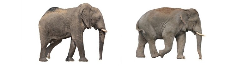 African Vs Asian elephant differences