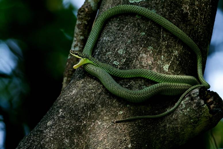 real flying snake with wings