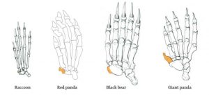 25 Giant Panda Facts - Fact Animal