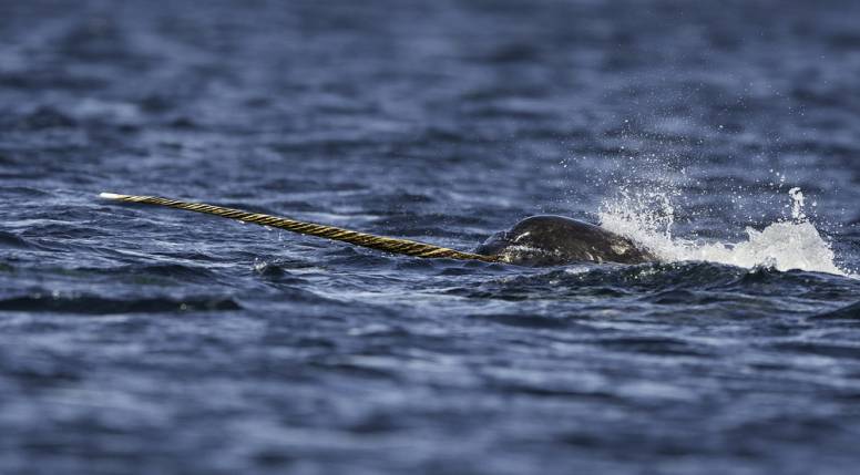 Narwhal Facts
