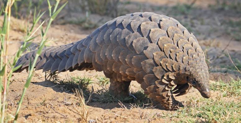 Giant Pangolin Reproduction