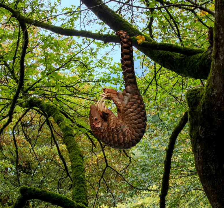 pangolin hanging in a tree