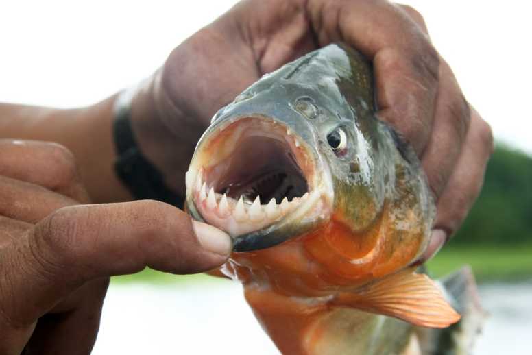 Piranha Facts