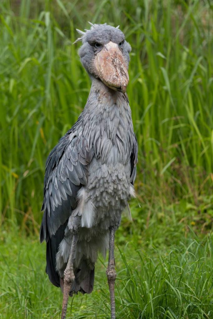 shoebill stork making noise