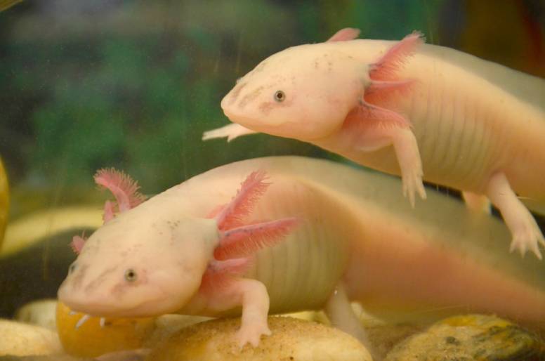 axolotl mexican walking fish facts