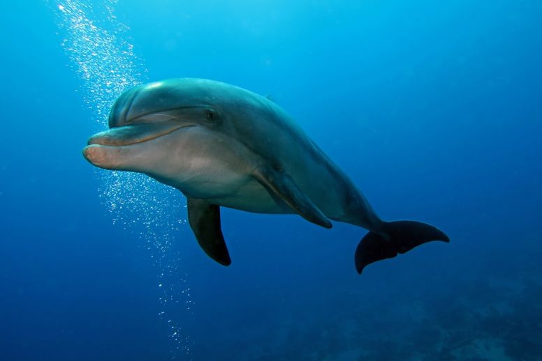 Bottlenose Dolphin facts