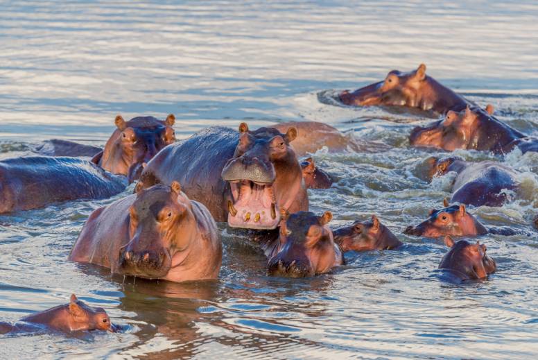 15 Hippopotamus Facts - Fact Animal