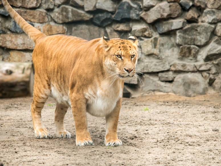 baby ligers and tigons