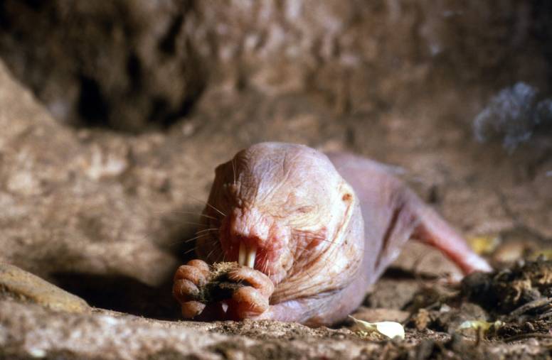 Naked Mole Rat Facts