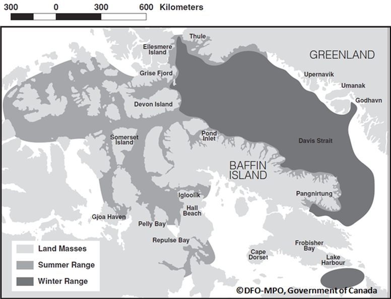 Narwhal migration patterns