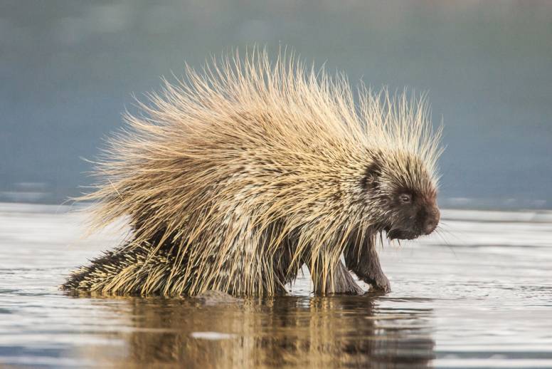 12 Prickly Porcupine Facts - Fact Animal