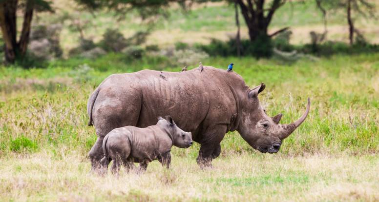 A rhino is grazing with the baby 
