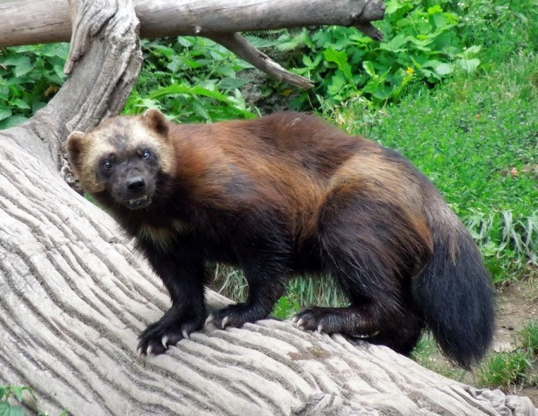 10 Wild Wolverine Facts - Fact Animal