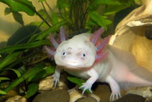 17 Astonishing Axolotl (Mexican Walking Fish) Facts - Fact Animal