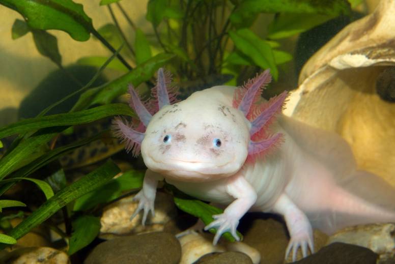 white albino axolotl