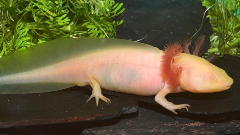 Interesting Facts about the Axolotl Salamander or Mexican Walking Fish