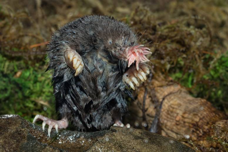 14 Fascinating Star-Nosed Mole Facts - Fact Animal