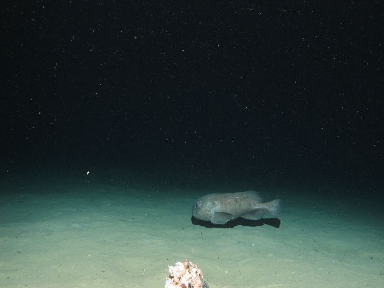 a photo of a blobfish jumping from the water like a