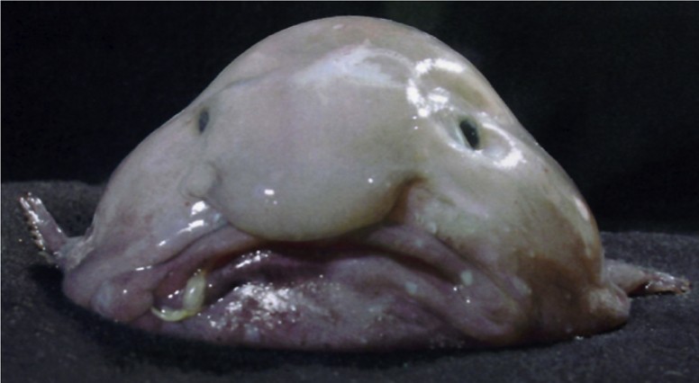 The 10 Ugliest Fish In The World