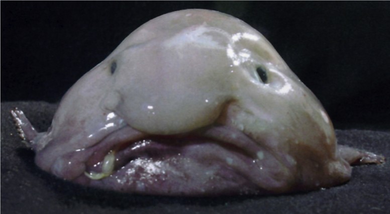 We are all the blobfish.. Behold, on the left, the “world's…