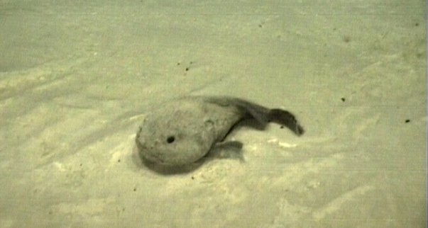 This is what a blobfish looks underwater (left) before getting dragged out  of water on land (