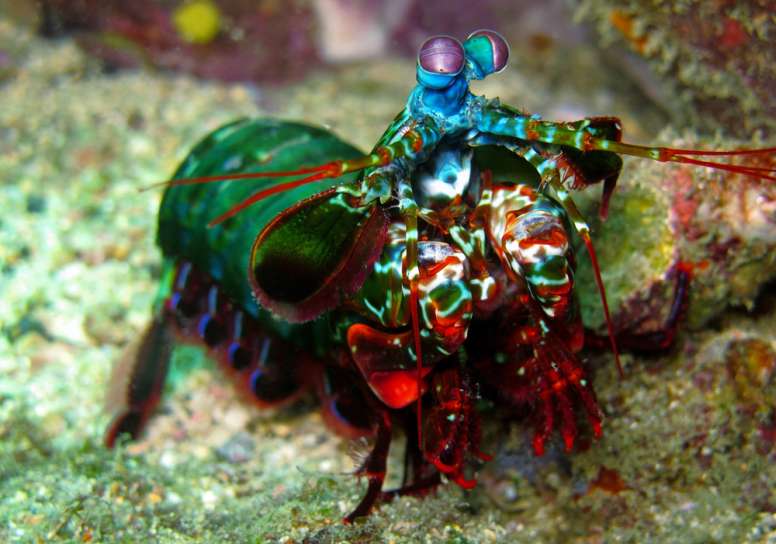 mantis shrimp eating fish