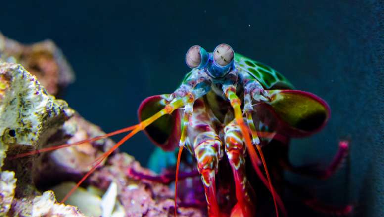 Mantis Shrimp Head