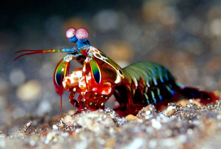 Mantis Shrimp Facts