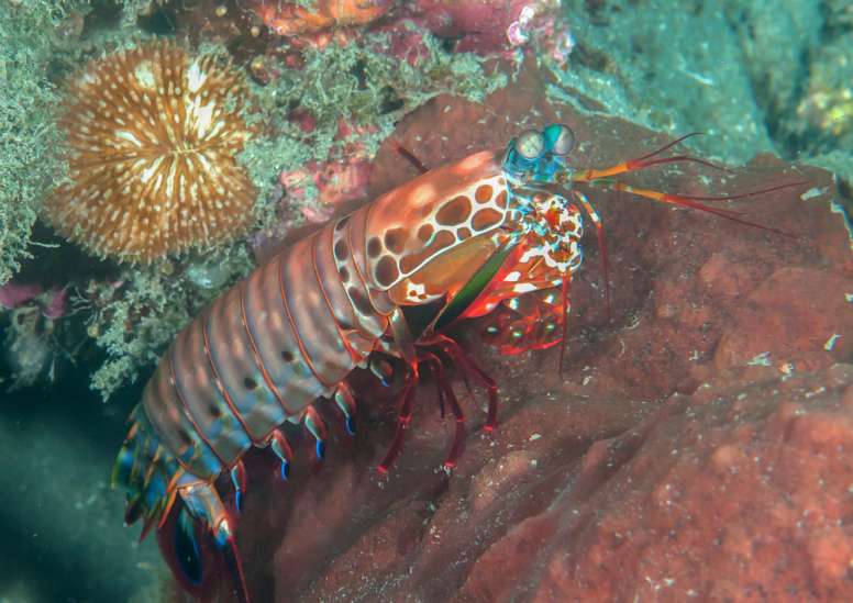 peacock mantis shrimp