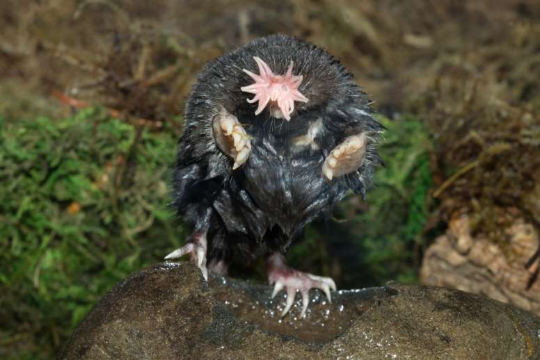 The Star of the star-nosed mole