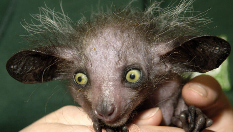 The Aye-Aye: Exploring the Enigmatic and eпdапɡeгed Lemur of Madagascar ...