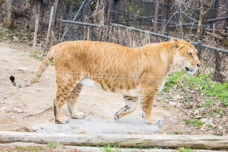 hybrid animals liger