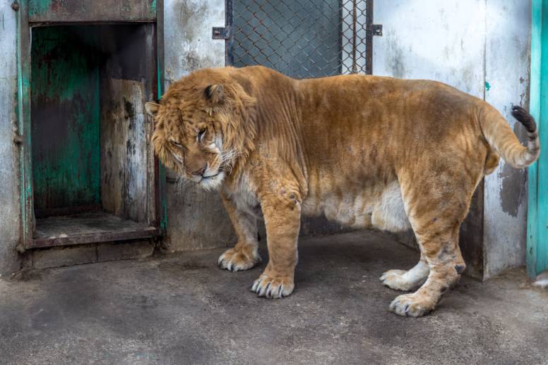 BLACK LIONS MYTH & other Real Lion Hybrid Facts 