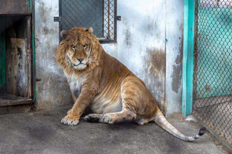 A Liger in the Siberian Tiger Park, Harbin, China. 