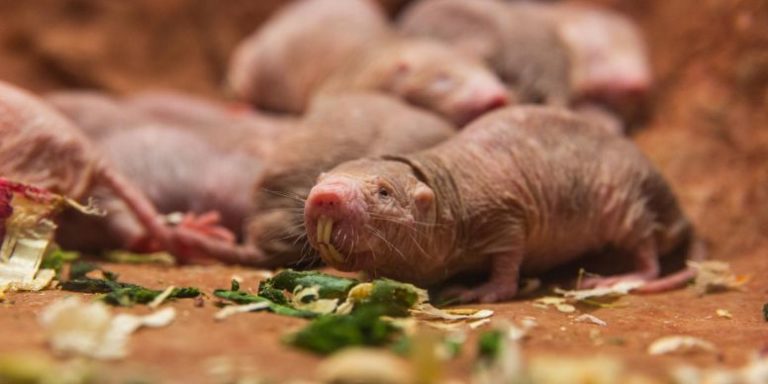 Researchers explain how naked mole rats survive 18 minutes 
