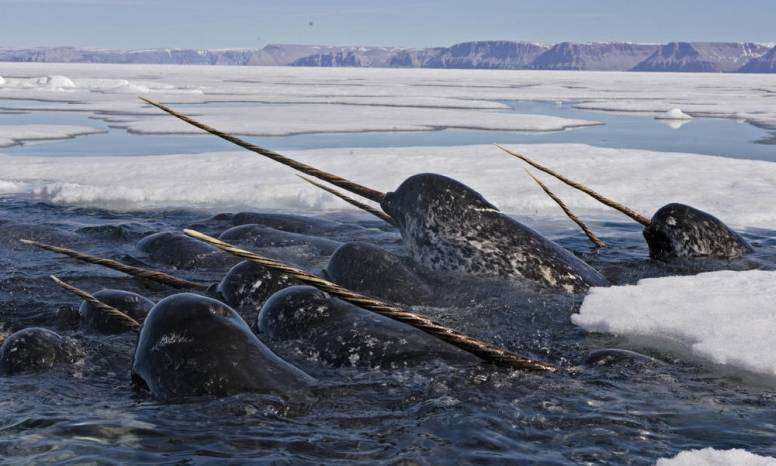 Narwhal In Ice Pockets