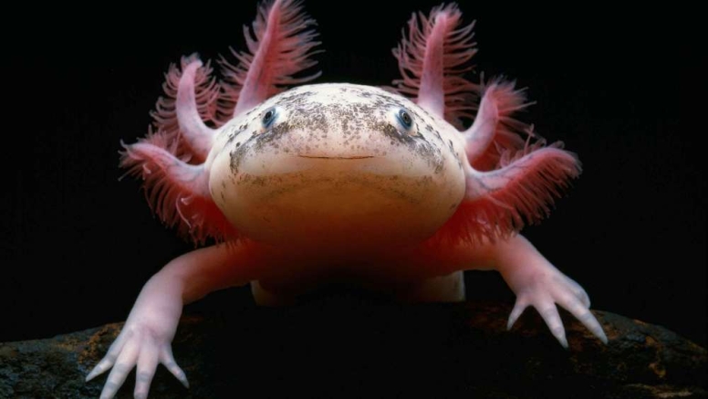 axolotl facts