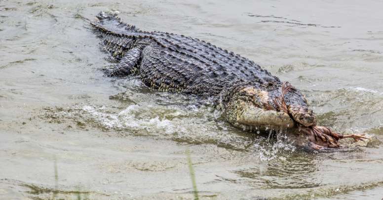 crocodile death roll