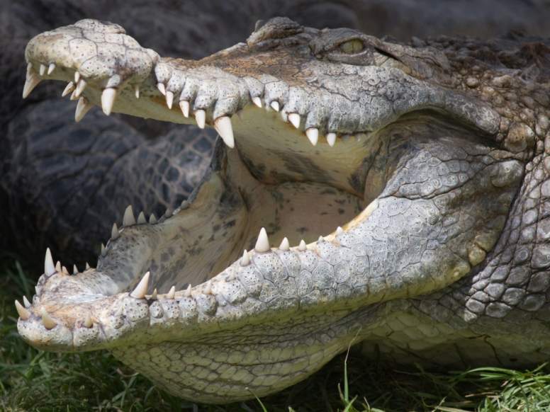 зубы крокодила