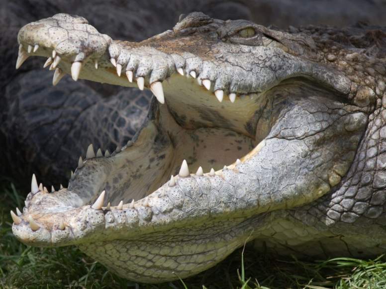 Crocodile Teeth: Everything You Need to Know - AZ Animals