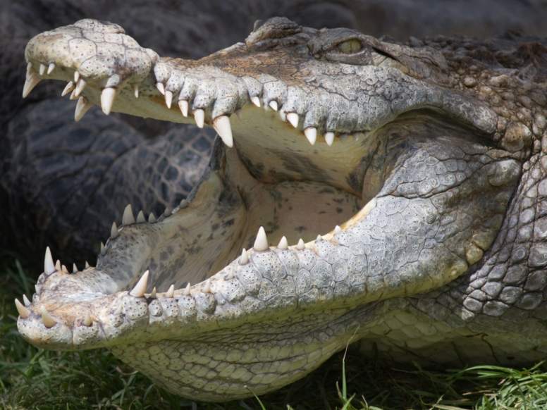 22 Astonishing Crocodile Facts Fact Animal 22 Astonishing Crocodile Facts Fact Animal