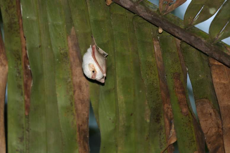 honduran white bat