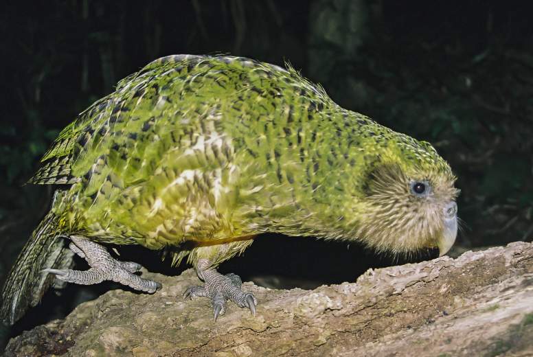 baby kakapo parrot