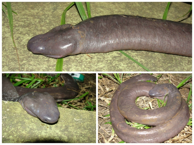 https://factanimal.com/wp-content/uploads/2019/04/penis-snake-facts.jpg