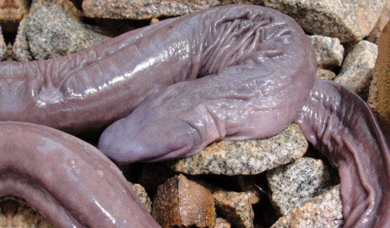 Penis Snake on rocks